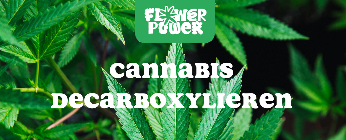 Cannabisblüten auf Backblech im Ofen – Cannabis decarboxylieren Schritt für Schritt erklärt.