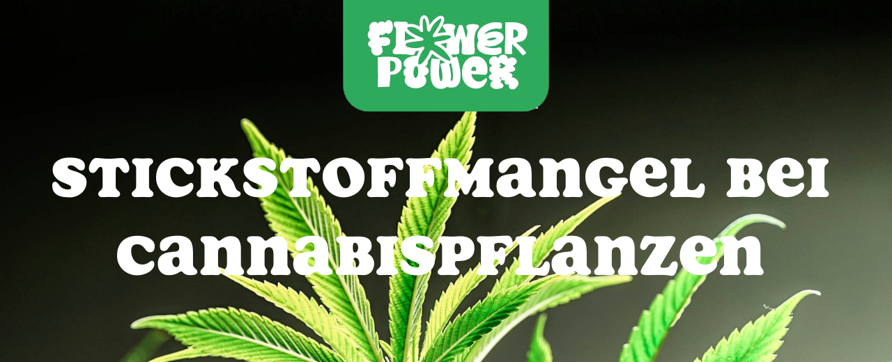 Mikroskopaufnahme einer Breitmilbe auf Cannabispflanze – Cannabis und Breitmilben als unsichtbare Schädlinge im Grow