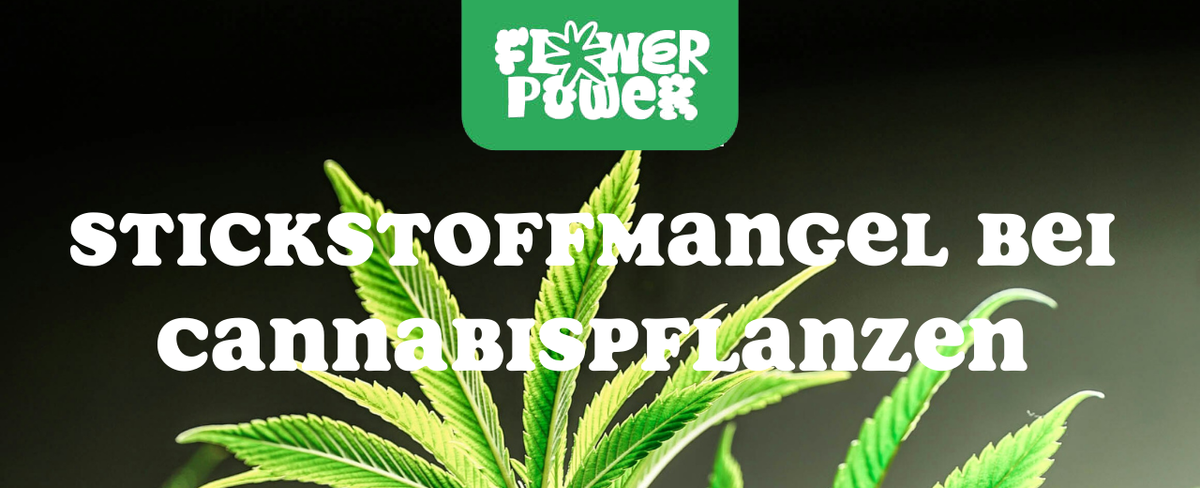 Mikroskopaufnahme einer Breitmilbe auf Cannabispflanze – Cannabis und Breitmilben als unsichtbare Schädlinge im Grow