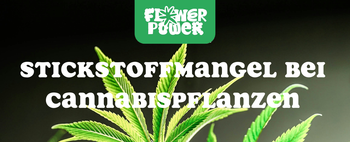Mikroskopaufnahme einer Breitmilbe auf Cannabispflanze – Cannabis und Breitmilben als unsichtbare Schädlinge im Grow