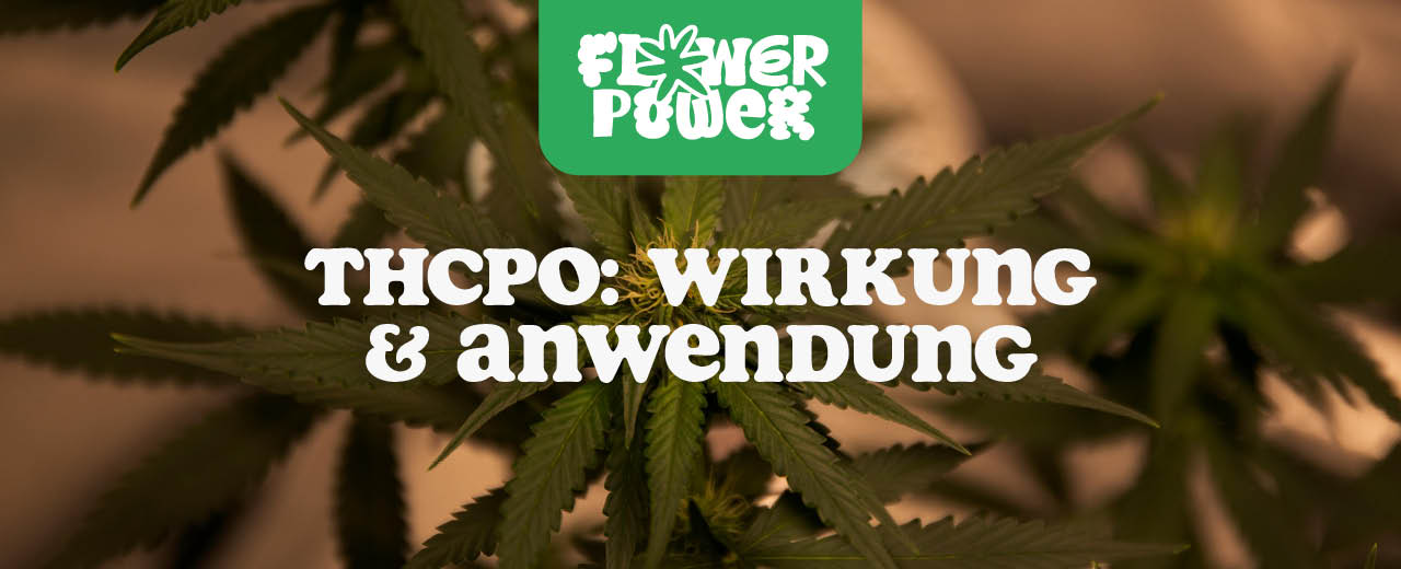 THCPO: Wirkung und Anwendung des Cannabinoids - Flower Power 