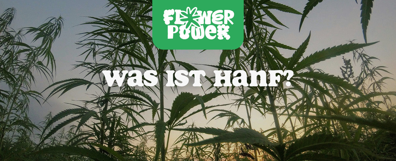 Was ist Hanf? Alles über die vielseitige Pflanze - Flower Power 
