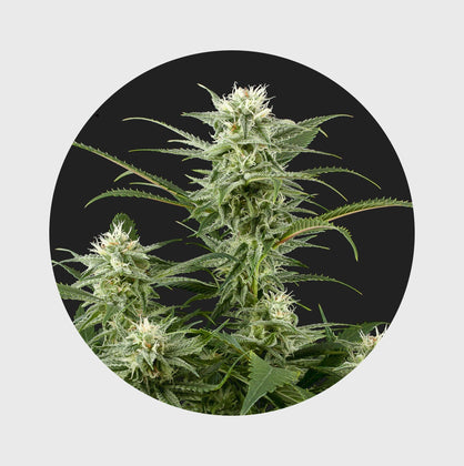 Amsterdams Finest Amnesia Haze 22% THC 🌱 full season - Flower Power 
