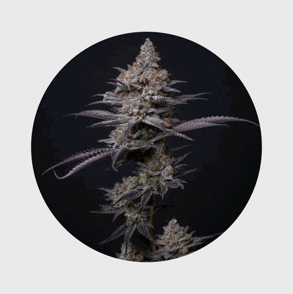 NEU!! Cali Genetics Blueberry Bubba 21% THC 🌱 fast flowering - Flower Power 