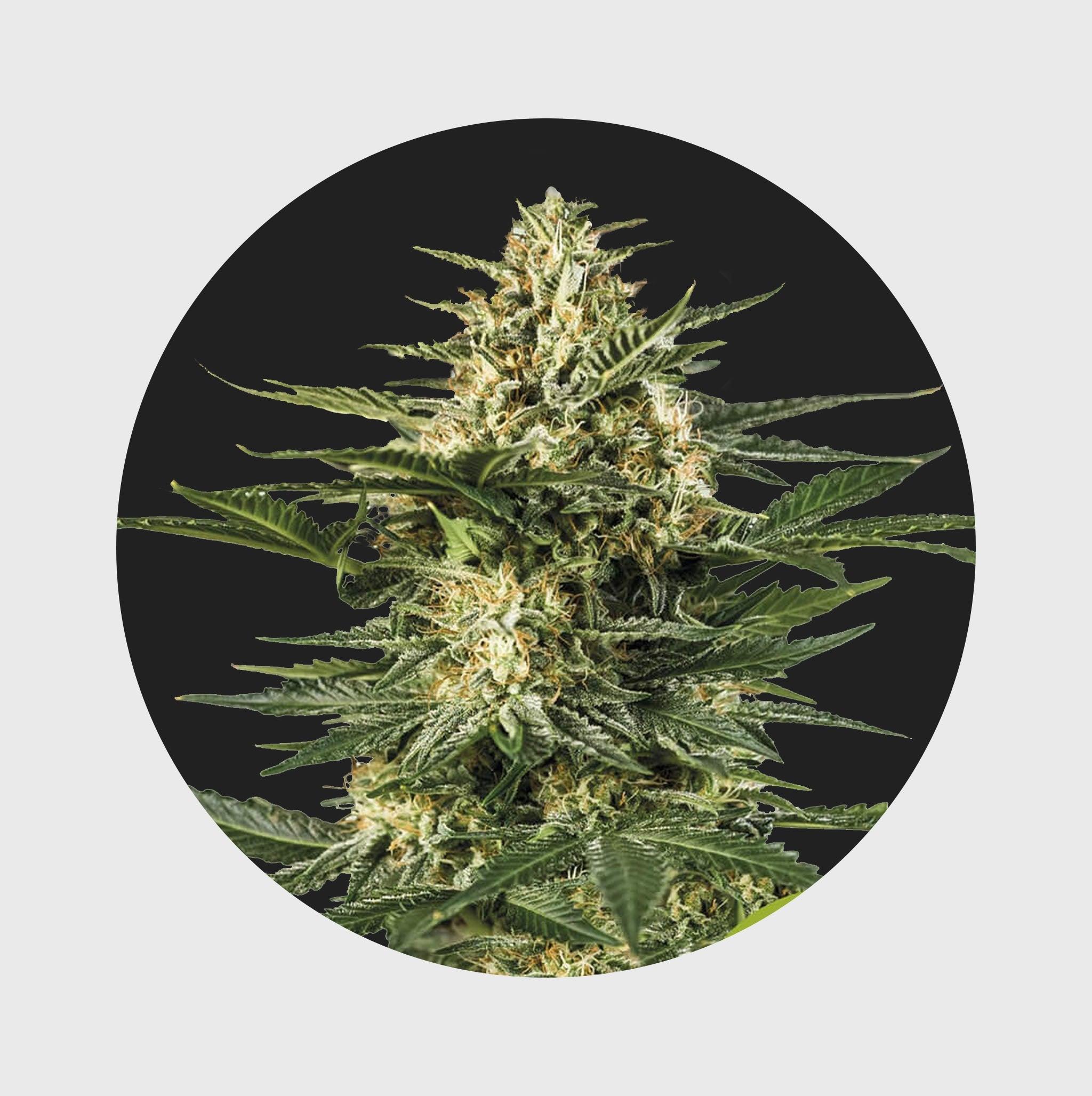 Cali Genetics Gelato #41 25% THC 🌱 full season - Flower Power 