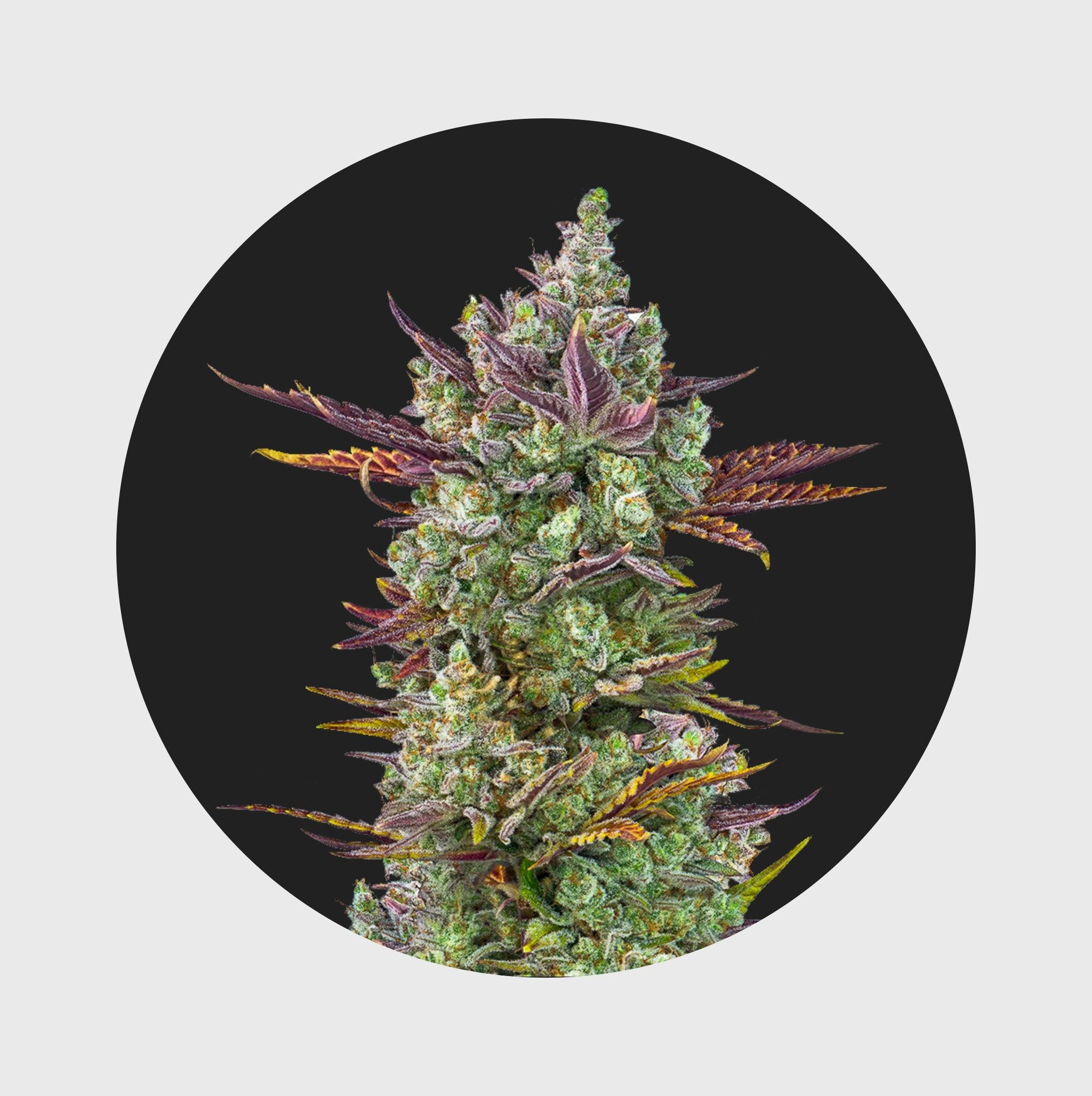 Cali Genetics Gorilla Glue #4 25% THC 🌱 full season - Flower Power 