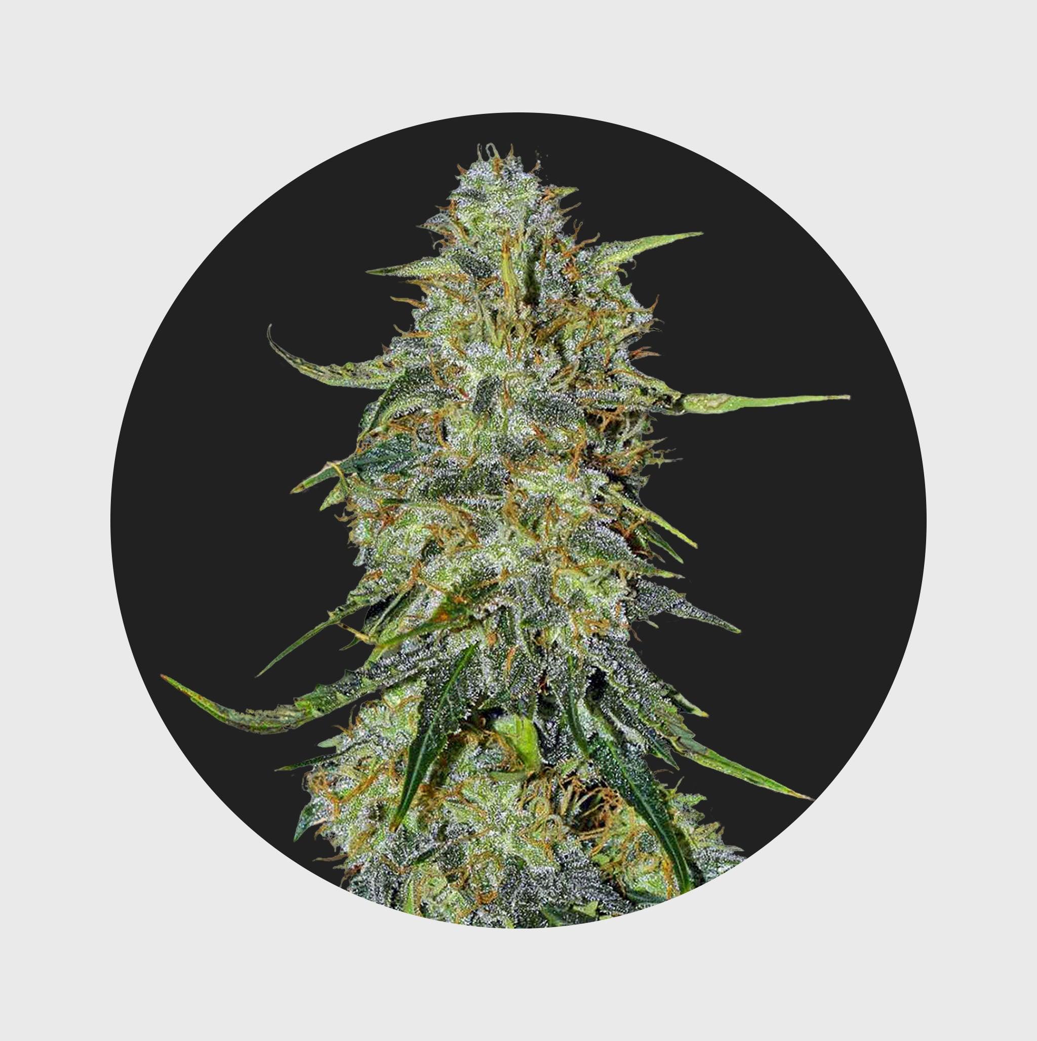 Amsterdams Finest Northern Lights 22% THC 🌱 auto flowering - Flower Power 