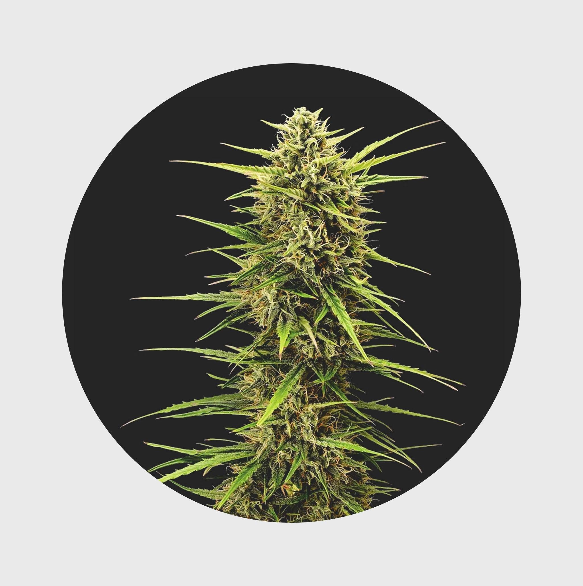 Legendary Cali Genetics Seeds Rainbow Apples 25% THC 🌱 full season - Flower Power 