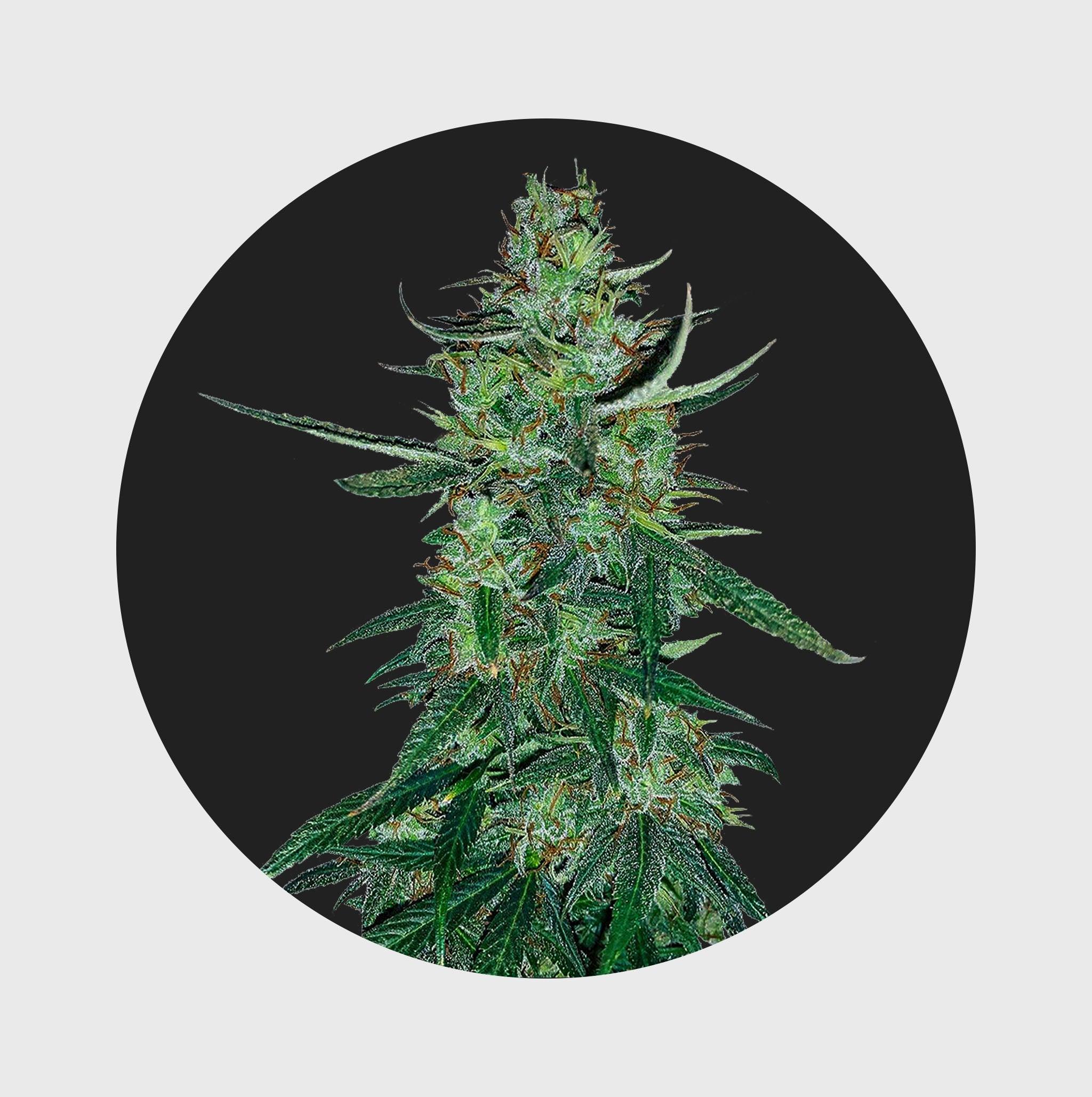 Amsterdams Finest White Widow 22,5% THC 🌱 auto flowering - Flower Power 
