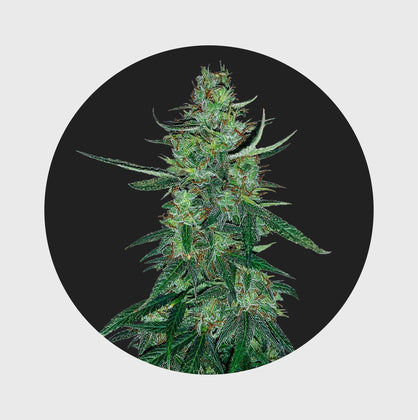 Natürliche Cannabisblüte mit grünen Blättern und Trichomen, hochwertig und nachhaltig